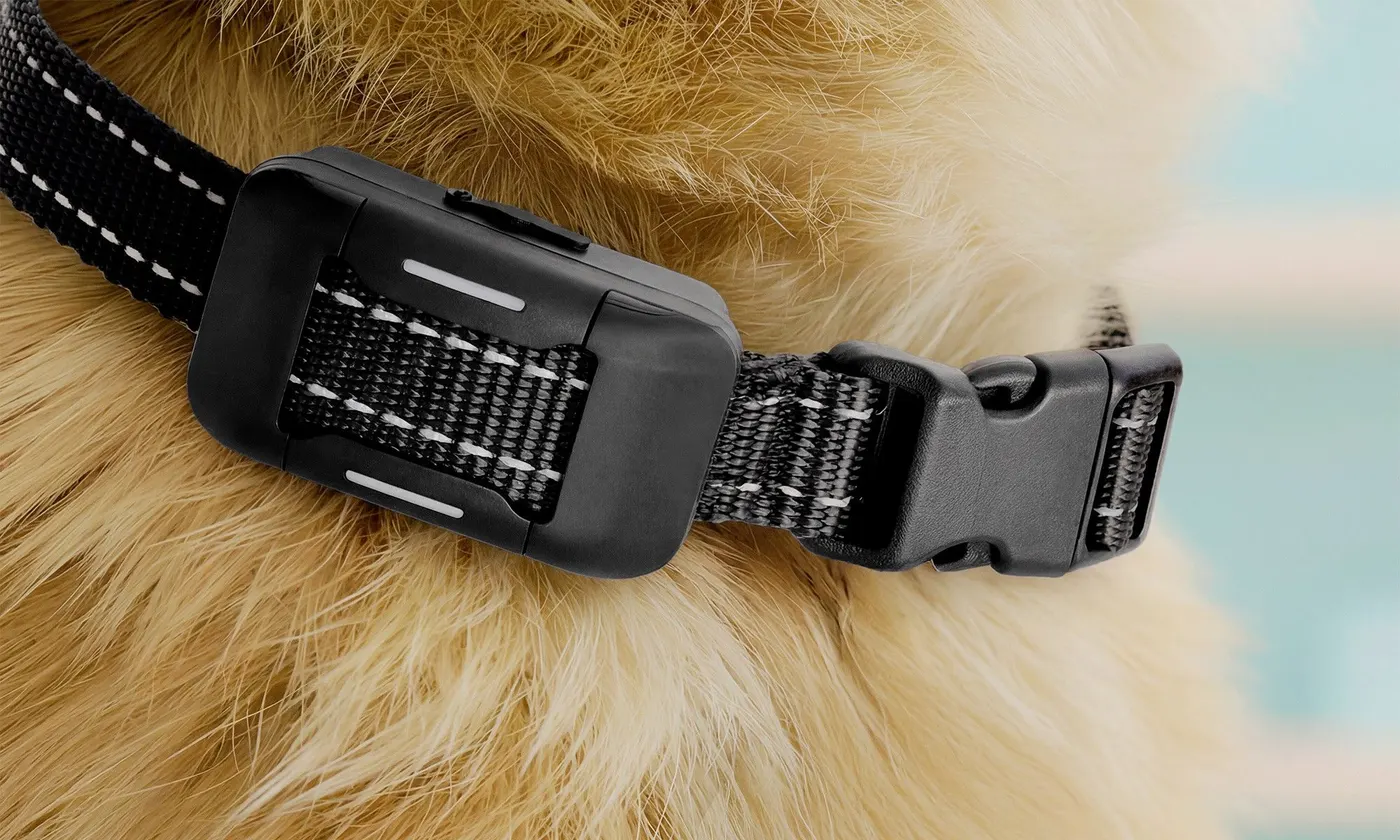 Close-up of the PawPulse collar receiver and reflective nylon strap on a dog